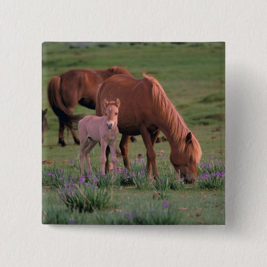 Asien, Mongolei, Gobi-Wüste. Wilde Pferde Button (Vorderseite)