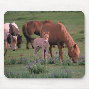 Asien, Mongolei, Gobi-Wüste. Wilde Pferde Mousepad