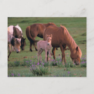 Asien, Mongolei, Gobi-Wüste. Wilde Pferde Postkarte