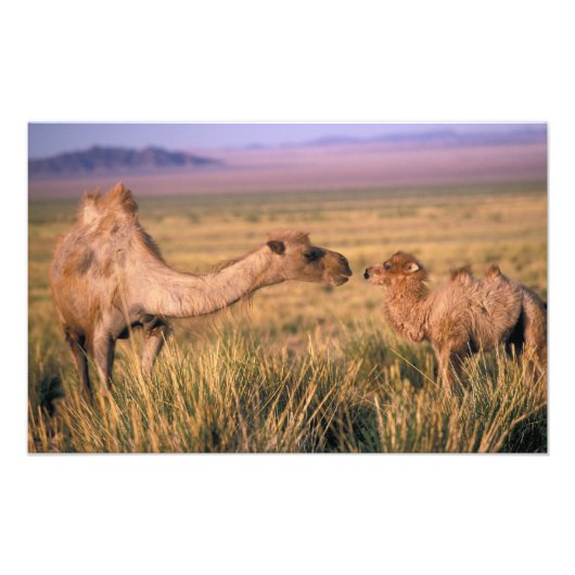 Asien, Mongolei, Wüste Gobi, Großer Gobi Fotodruck (Vorne)