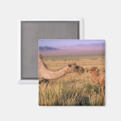 Asien, Mongolei, Wüste Gobi, Großer Gobi Magnet (Vorderseite/Rückseite)