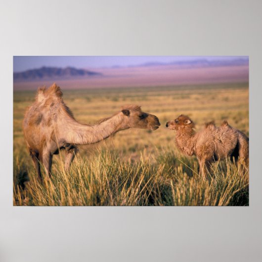 Asien, Mongolei, Wüste Gobi, Großer Gobi Poster (Vorne)