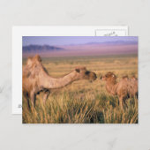 Asien, Mongolei, Wüste Gobi, Großer Gobi Postkarte (Vorne/Hinten)