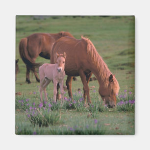 Asien, Mongolei, Wüste Gobi. Wilde Pferde Magnet