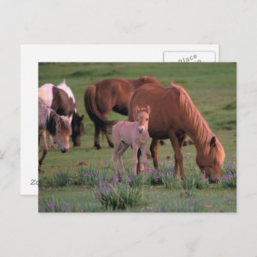 Asien, Mongolei, Wüste Gobi. Wilde Pferde Postkarte (Vorne/Hinten)