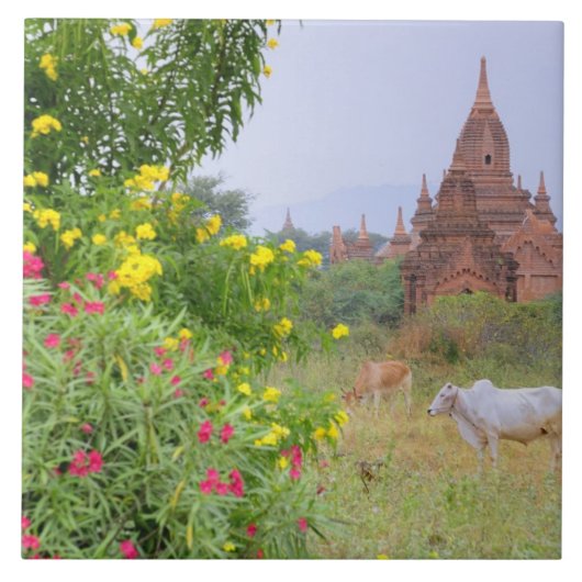 Asien, Myanmar (Birma), Bagan (Heide). Kühe Fliese (Vorderseite)