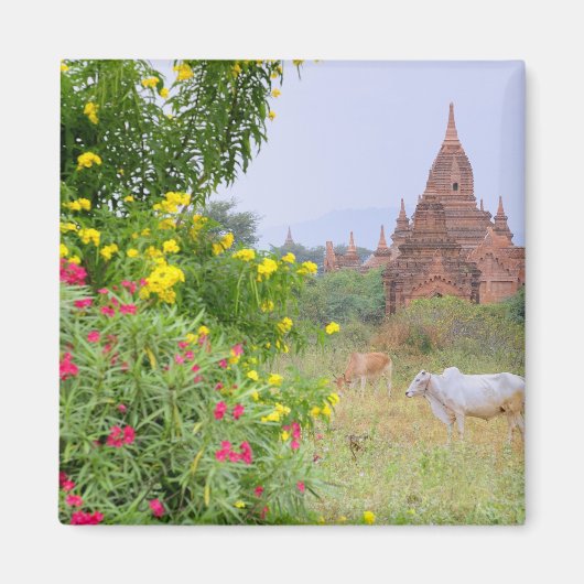 Asien, Myanmar (Birma), Bagan (Heide). Kühe Magnet (Vorne)
