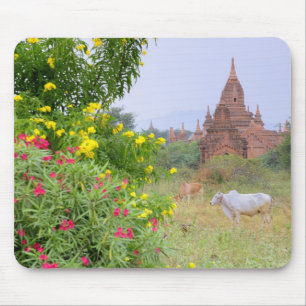 Asien, Myanmar (Birma), Bagan (Heide). Kühe Mousepad
