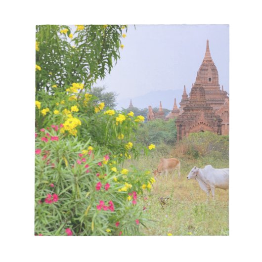 Asien, Myanmar (Birma), Bagan (Heide). Kühe Notizblock (Vorderseite)