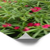 Asien, Myanmar (Birma), Bagan (Heide). Kühe Poster (Ecke)