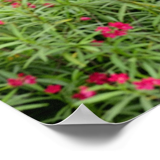 Asien, Myanmar (Birma), Bagan (Heide). Kühe Poster (Ecke)