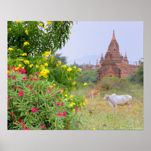 Asien, Myanmar (Birma), Bagan (Heide). Kühe Poster (Vorne)