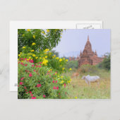 Asien, Myanmar (Birma), Bagan (Heide). Kühe Postkarte (Vorne/Hinten)