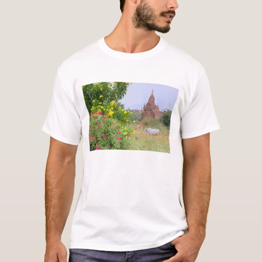 Asien, Myanmar (Birma), Bagan (Heide). Kühe T-Shirt (Vorderseite)