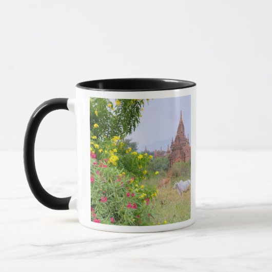 Asien, Myanmar (Birma), Bagan (Heide). Kühe Tasse (Links)