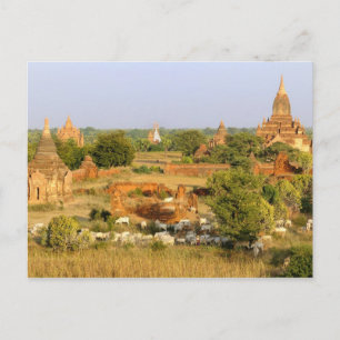 Asien, Myanmar (Birma), Bagan (Heide). Rinderpass Postkarte