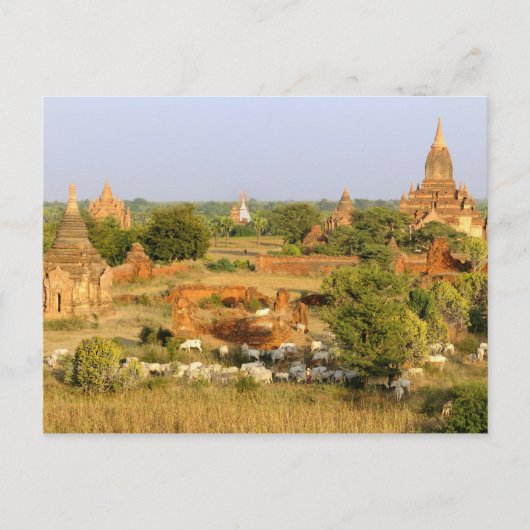 Asien, Myanmar (Birma), Bagan (Heide). Rinderpass Postkarte (Vorderseite)