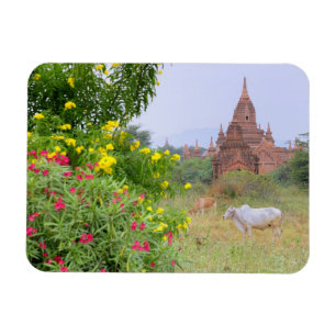 Asien, Myanmar (Birma), Bagan. Kühe Magnet