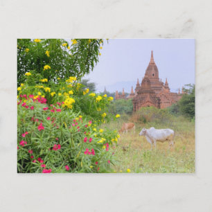 Asien, Myanmar (Birma), Bagan. Kühe Postkarte