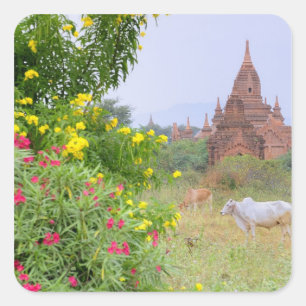 Asien, Myanmar (Birma), Bagan. Kühe Quadratischer Aufkleber