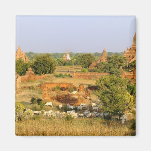 Asien, Myanmar (Burma), Bagan (Pagan). Kühe passie Magnet