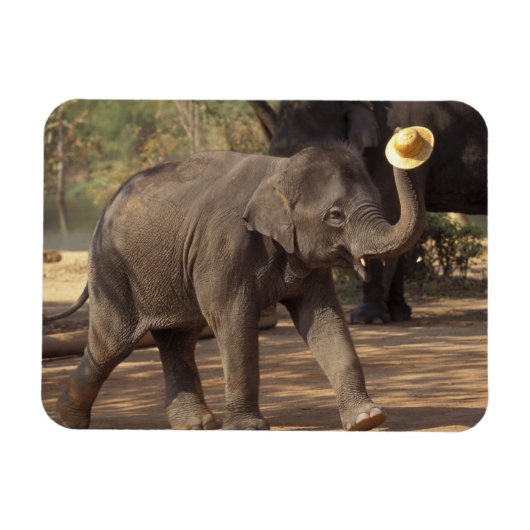 Asien, Thailand, Lampang Bowing with hat - Thai Magnet (Horizontal)