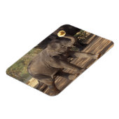 Asien, Thailand, Lampang Bowing with hat - Thai Magnet (Linke Seite)