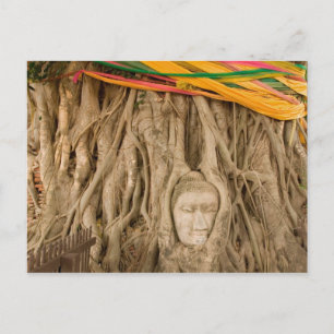 Asien, Thailand, Siam, Buddha in Baumrillen bei Postkarte