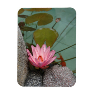 Asien, Vietnam. Wasserlilie in einem Teich eines T Magnet