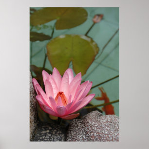 Asien, Vietnam. Wasserlilie in einem Tempelteich Poster
