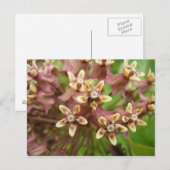 Asklepiade Postkarte (Vorne/Hinten)