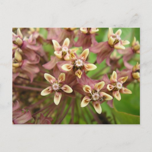 Asklepiade Postkarte (Vorderseite)