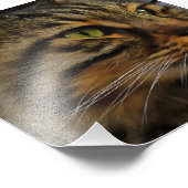 Aslan Die lange gehärtete Tablette der Katze Fotodruck (Ecke)