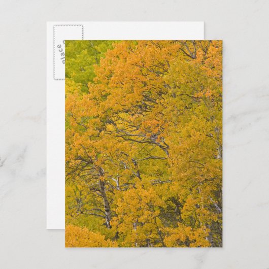 Aspen-Anbau in spitzen Herbstfarben nahe Ost Postkarte (Vorne/Hinten)