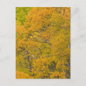 Aspen-Anbau in spitzen Herbstfarben nahe Ost Postkarte (Vorderseite)