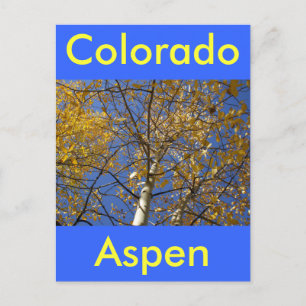 Aspen Baum Blick nach oben durch gelbe Blätter. Postkarte