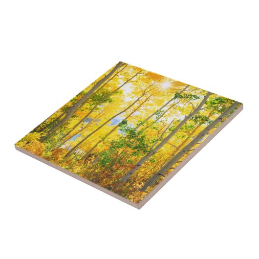 Aspen Bäume im Fall| Sierra Nevada Mountains, CA Fliese (Seite)