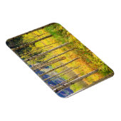 Aspen Bäume im Herbst in den Rockies Magnet (Rechte Seite)