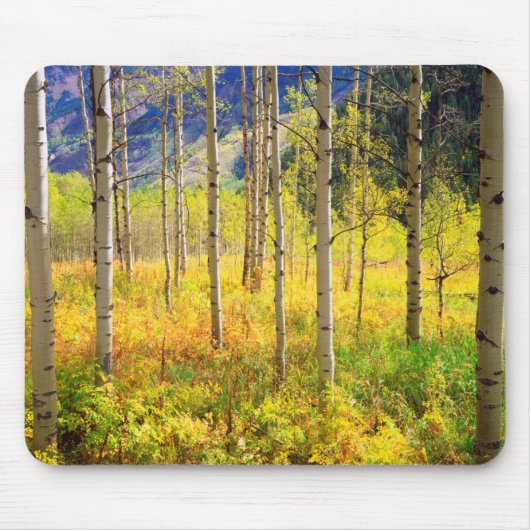 Aspen Bäume im Herbst in den Rockies Mousepad (Vorne)