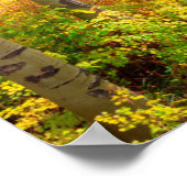 Aspen Bäume im Herbst in den Rockies Poster (Ecke)