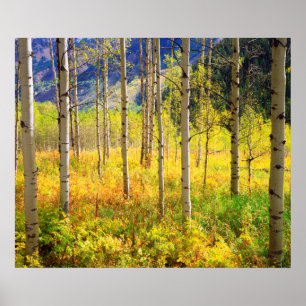 Aspen Bäume im Herbst in den Rockies Poster