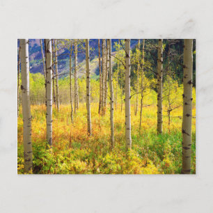 Aspen Bäume im Herbst in den Rockies Postkarte
