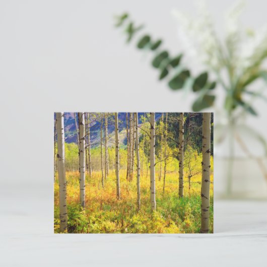 Aspen Bäume im Herbst in den Rockies Postkarte (Stehend Vorderseite)