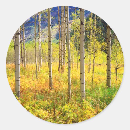 Aspen Bäume im Herbst in den Rockies Runder Aufkleber (Vorderseite)