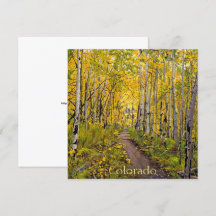 Aspen-Bäume im Herbst