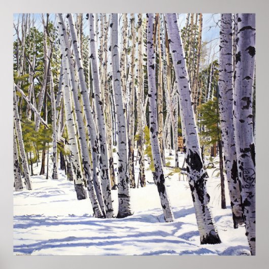 Aspen Bäume im Wald Poster (Vorne)