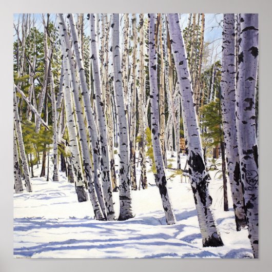 Aspen Bäume im Wald Poster (Vorne)