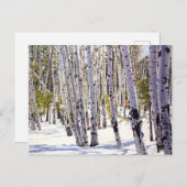 Aspen Bäume im Wald Postkarte (Vorne/Hinten)