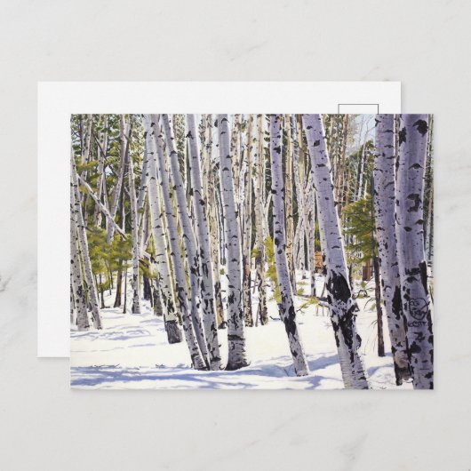 Aspen Bäume im Wald Postkarte (Vorne/Hinten)