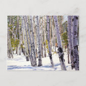 Aspen Bäume im Wald Postkarte (Vorderseite)